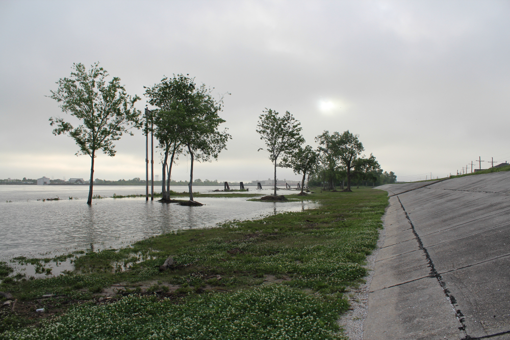 Trees,Peak,Out,Of,The,Mist,As,Flood,Waters,Rise